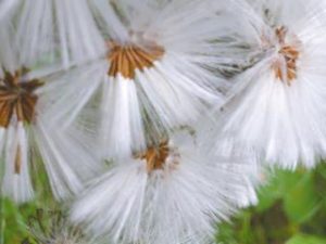 löwenzahn mit flugsamen